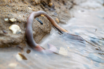 Earthworm and the first spring stream, close-up, selective focus.