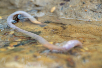 Earthworm and the first spring stream, close-up, selective focus.