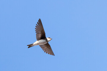 Sand martin