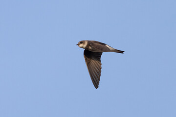 Obraz premium Sand martin