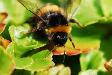 Close up of bee