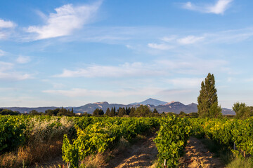 Grape Vines In Vineyard With Mont Ventoux In Background at golden hour, sunset light in Provence,...