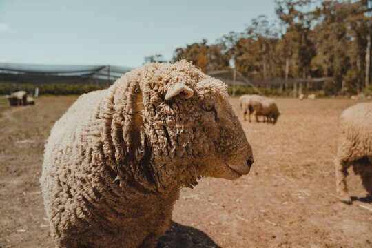 A wooly sheep outside standing in a field.