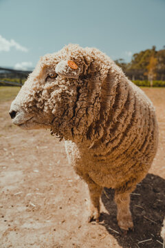 A wooly sheep outside standing in a field.