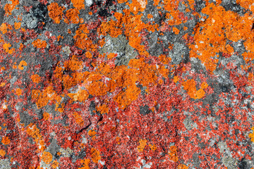 Macro texture of orange red lichen moss growing on mountain rock.
