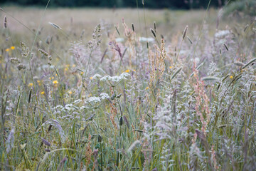 field of lavender