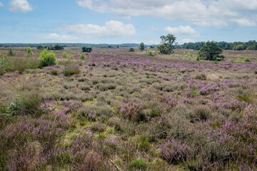 The purple flowering heather in the beautiful 'Veluwe' landscape on a beautiful summer day, province of Gelderland, the Netherlands