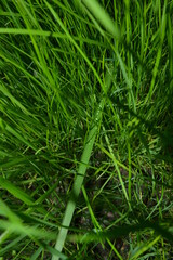 grass