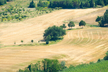 Zigzag of trees large and small in the middle of a mown field in Tuscany