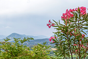 Pink flowers in the clay pot on the terrace of typical french little medieval village in Vaucluse, Provence, France