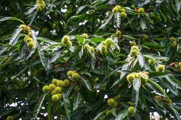 chestnuts  on a tree