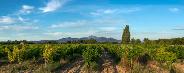 Grape Vines In Vineyard With Mont Ventoux In Background at golden hour, sunset light in Provence,...