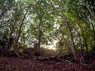 The clearing