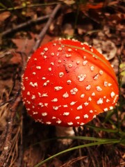 amanita muscaria fly agaric