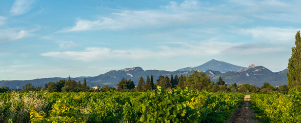 Panorama of Vineyard With Mont Ventoux In Background at golden hour, sunset light in Provence,...