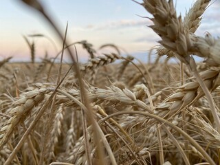 in the field, each spikelet