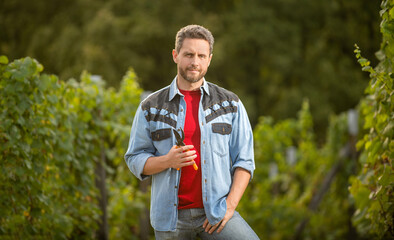 bearded harvester with scissors in vineyard farm, summer harvest