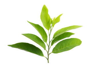 Fototapeta premium beautiful green leaves isolated on white background