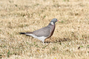 pegion in the garden, Aarhus, Denmark