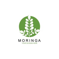 Moringa leaf illustration vector template