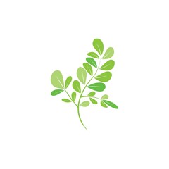 Moringa leaf illustration vector template