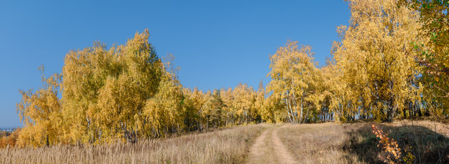 Obraz premium Golden fall. Silver Birch (Betula pendula) in deciduous forest in Central Russia