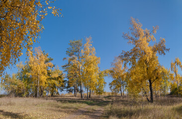 Golden fall. Silver Birch (Betula pendula) in deciduous forest in Central Russia