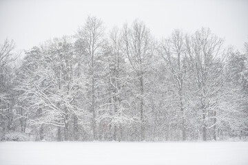 Winter landscape with snowy trees and snowflakes.