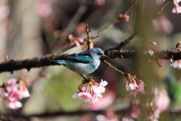 bird on a branch