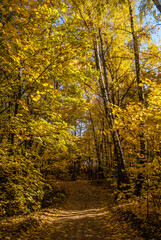Golden fall. Norway Maple (Acer platanoides) in deciduous forest, Central Russia