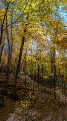 Golden fall. Norway Maple (Acer platanoides) in deciduous forest, Central Russia