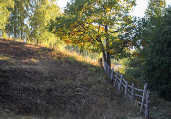 A wooden fence for cattle on an autumn day is laid along the ravine near the oak tree