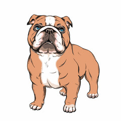Cute english bulldog sketch. Vector illustration in cartoon style	