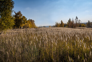 Golden fall. Deciduous forest in Central Russia