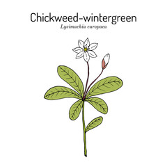 Chickweed-wintergreen or arctic starflower Lysimachia europaea , medicinal plant