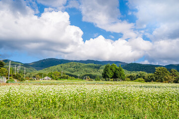 そばの花咲く埴原牧跡