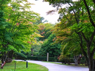 森林の中の遊歩道