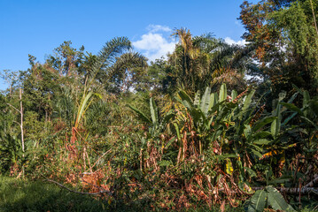 Tropical forest along the Papaturro River, Nicaragua