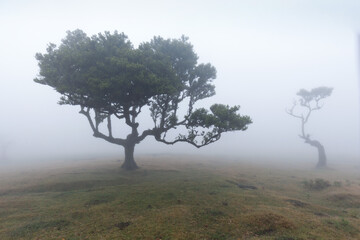 Magical endemic laurel trees in Fanal laurisilva forest in Madeira, World Heritage Site by UNESCO in Portugal. Beautiful green summer woods with thick fog Rainforest in rainy day. Solitary trees.