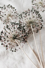 Dry allium flowers on beige linen fabric texture top view. Floral card. Poster - obrazy, fototapety, plakaty