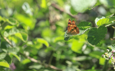 Thracian Emperor butterfly (Apatura metis)