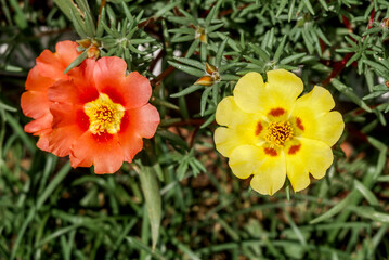 Rose Moss (Portulaca grandiflora) in garden