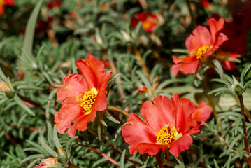 Rose Moss (Portulaca grandiflora) in garden