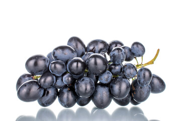One bunch of sweet black grapes, close-up, isolated on white.