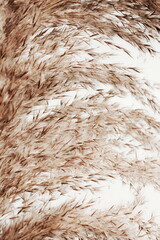 pampas grass neutral beige color background close up. Plant texture. Poster. Scandinavian minimalistic  home design.
