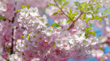 Blooming sakura with pink flowers in spring