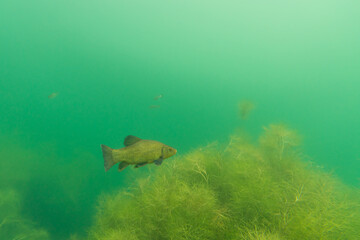 A tench swimming in a beautiful underwater landscape