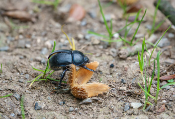 A British dung bettle (geotrupes stercorarius) eating the shell of a fallen beech nut (Fagus...