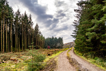 Deforestation giong on in County Donegal - Ireland