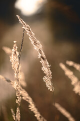 Obraz premium Dry wild grass spikelets. Abstract natural background in pastel colors.